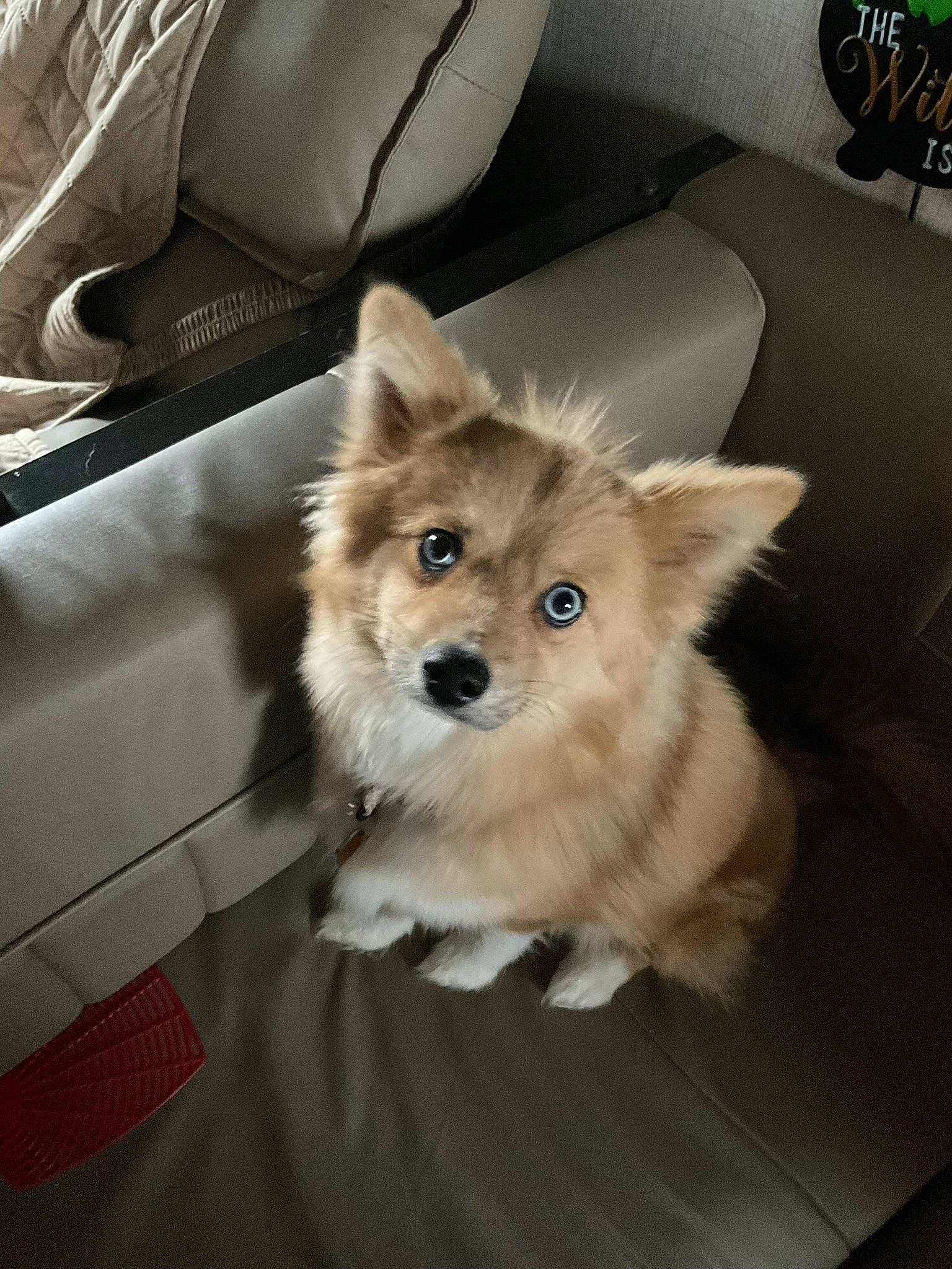 Delta joined the competition — help win amazing prizes! auto_part, automotive_design, car, car_seat, car_seat_cover, carnivore, comfort, companion_dog, dog, dog_breed, dog_supply, fawn, fur, head_restraint, personal_luxury_car, spitz, sporting_group, toy_dog, whiskers, windshield