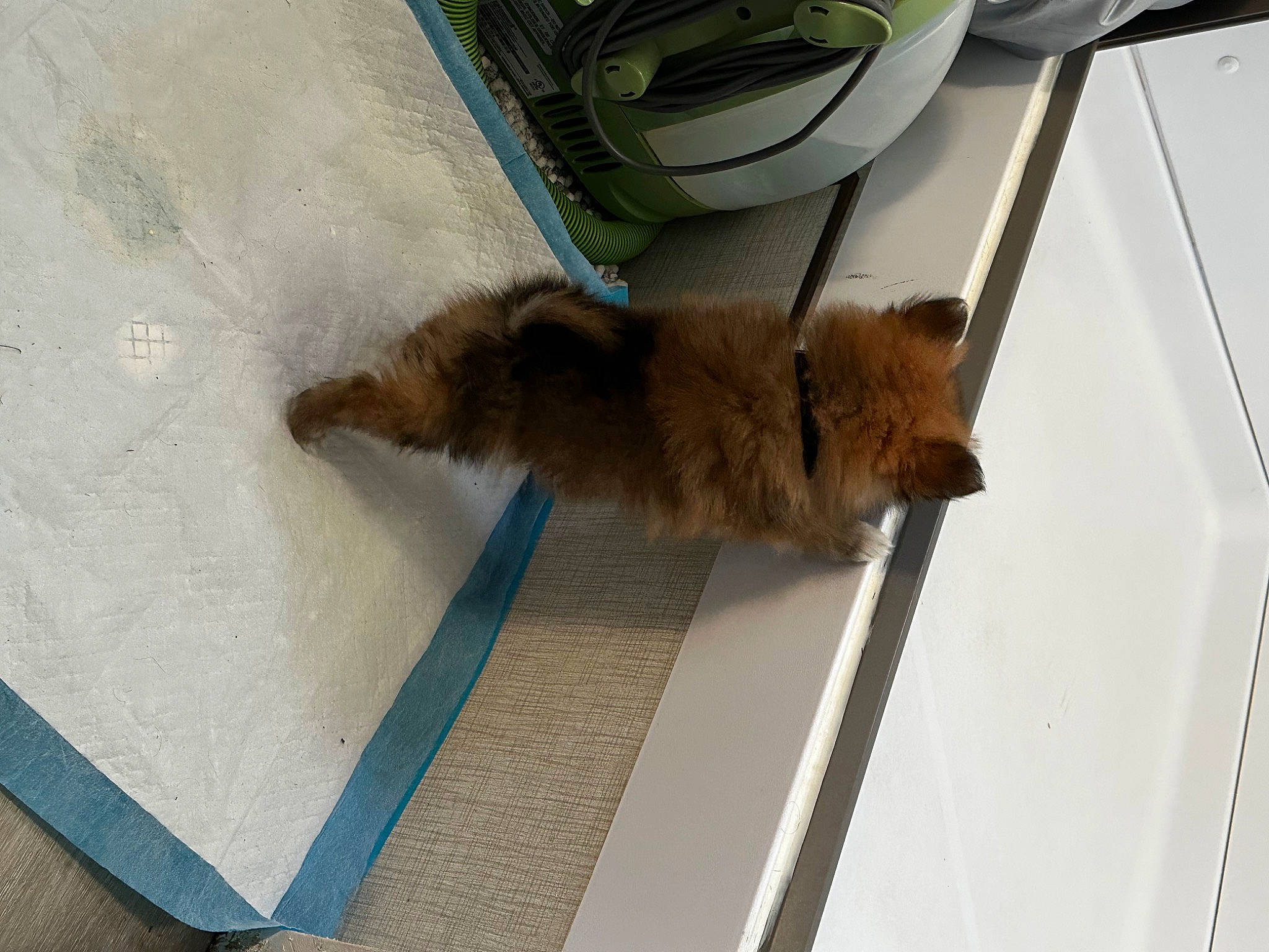 Charlie joined the competition — help win amazing prizes! canidae, carnivore, companion_dog, dog, dog_breed, fawn, felidae, flooring, fur, hardwood, liver, small_to_medium_sized_cats, sporting_group, tail, terrestrial_animal, terrier, toy, toy_dog, wood