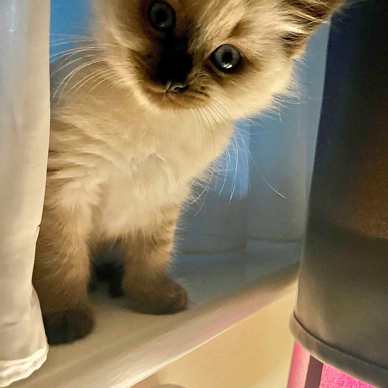 Kiki is registered to the contest to win money with this photo: angora, animal, cat, kitten, lamp, manx, pet, siamese, toy, window, windowsill