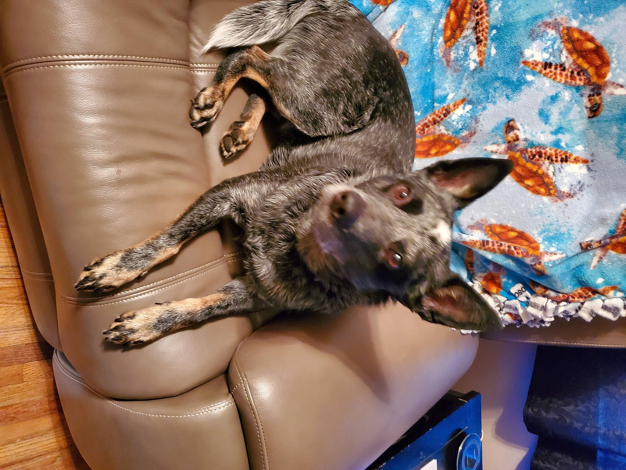 Emmerencia is registered to the contest to win money with this photo: canidae, carnivore, dog_breed, kangaroo, marsupial, sporting_group