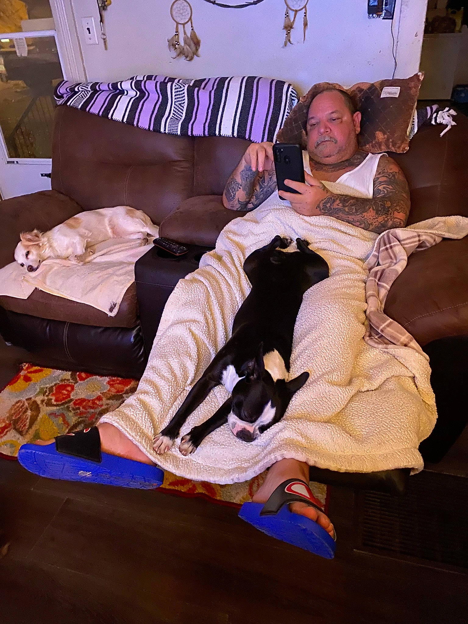 Coco joined the competition — help win amazing prizes! bed_sheet, bedroom, carnivore, comfort, companion_dog, couch, event, fashion_design, felidae, flooring, formal_wear, hardwood, interior_design, lamp, lap, linens, living_room, pillow, purple, room