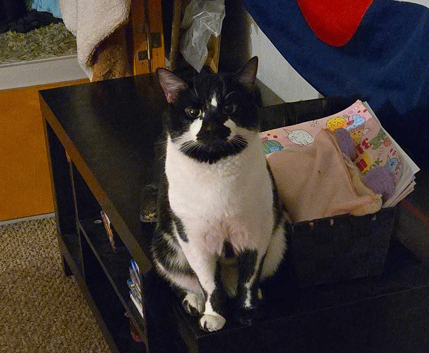 Spooky is registered to the contest to win money with this photo: cat, tuxedo_cat, black_and_white, pet, animal, indoor, table, side_table, basket, papers, blanket, carpet, whiskers, eyes, sitting, portrait, furniture, cozy, shelf, close_up