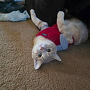 Milo is registered to the contest to win money with this photo: cat, pet, indoor, carpet, furniture, shirt, upside_down, playful, green_eyes, curious, cozy, knitted_blanket, floor, animal, cute, domestic_cat, whiskers, ears, paws, relaxed