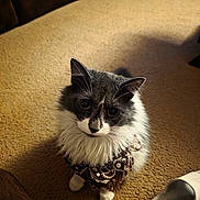 Ro- is registered to the contest to win money with this photo: animal, bandana, brown_couch, carpet, cat, cozy, cute, domestic, feline, fluffy, fur, gray, indoor, looking_up, pet, portrait, sitting, slipper, whiskers, white