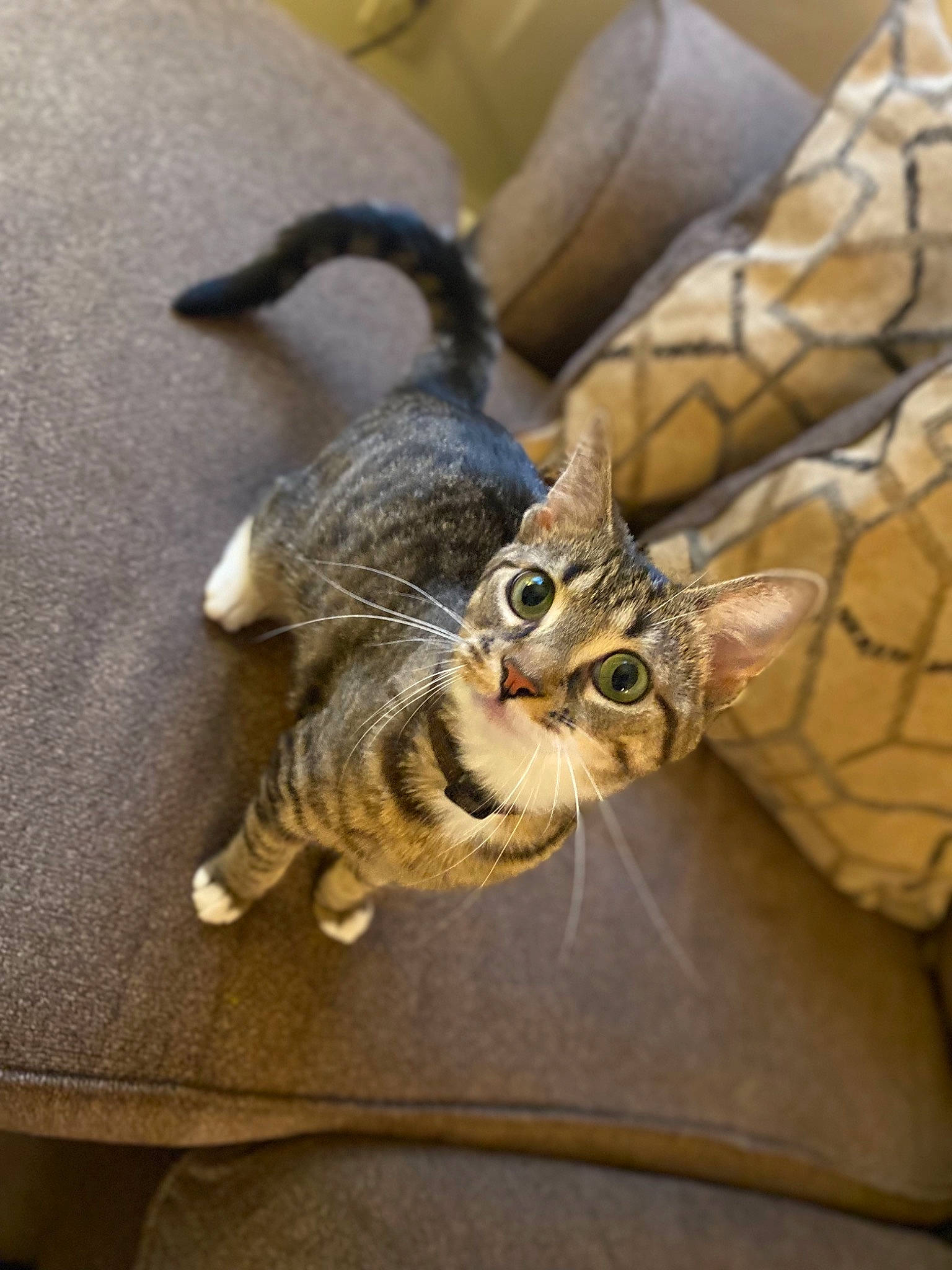 Rocky Rose joined the competition — help win amazing prizes! bird_of_prey, carnivore, cat, claw, comfort, domestic_short_haired_cat, felidae, fur, owl, pattern, paw, small_to_medium_sized_cats, tail, whiskers, wood