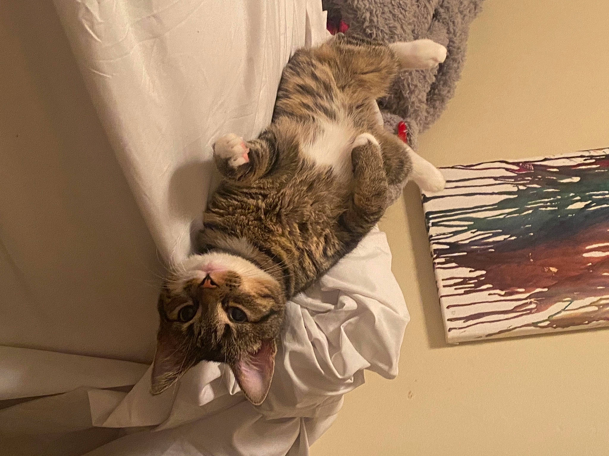 Rocky Rose is registered to the contest to win money with this photo: beard, carnivore, cat, comfort, couch, curtain, domestic_short_haired_cat, fawn, felidae, fur, linens, natural_material, room, small_to_medium_sized_cats, tail, tree, twig, vertebrate, whiskers, wood