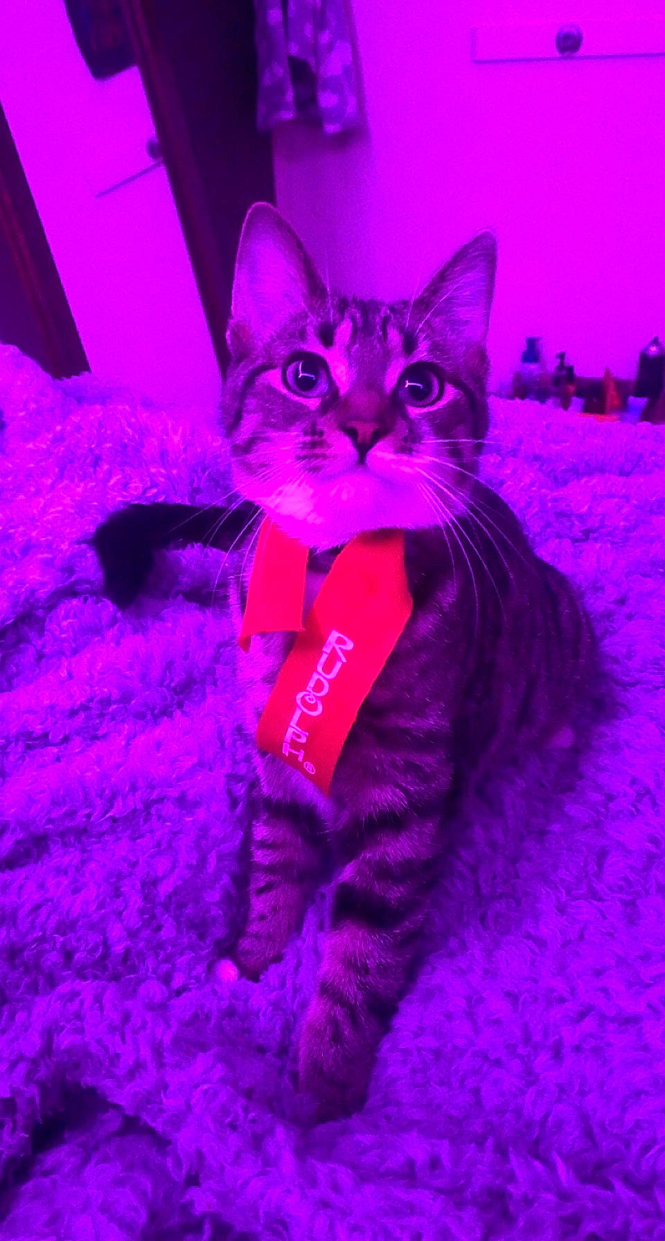 Rocky Rose is registered to the contest to win money with this photo: carnivore, cat, domestic_short_haired_cat, electric_blue, event, felidae, fur, grass, holiday, magenta, night, pink, plant, purple, small_to_medium_sized_cats, snout, tail, vertebrate, violet, whiskers