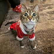 Rockyrose joined the competition — help win amazing prizes! cat, pet, indoor, carpet, costume, clothing, animal, tabby, whiskers, collar, curious, cute, feline, holiday, festive, domestic, mammal, ears, paws, home