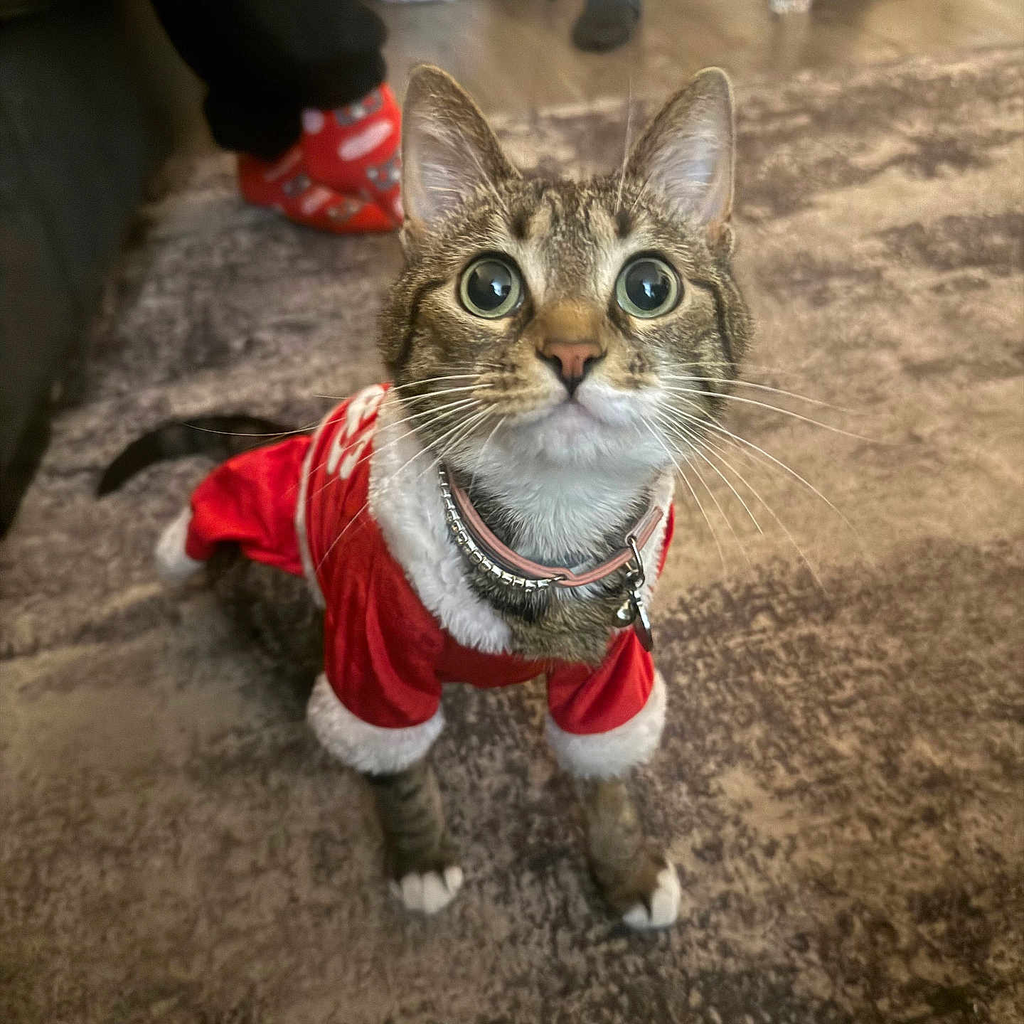 Rockyrose joined the competition — help win amazing prizes! animal, carpet, cat, clothing, collar, costume, curious, cute, domestic, ears, feline, festive, holiday, home, indoor, mammal, paws, pet, tabby, whiskers