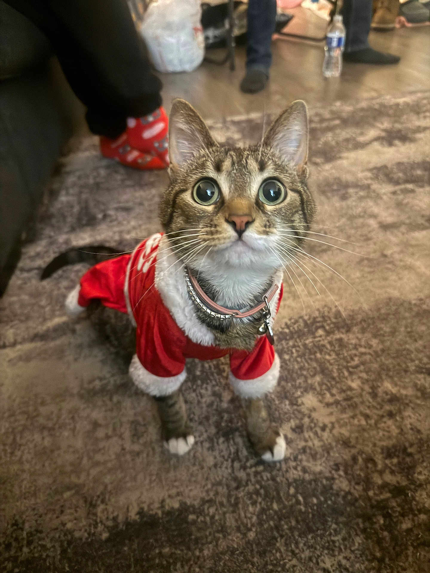 Rockyrose joined the competition — help win amazing prizes! cat, pet, indoor, carpet, costume, clothing, animal, tabby, whiskers, collar, curious, cute, feline, holiday, festive, domestic, mammal, ears, paws, home