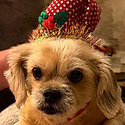 Lucy is registered to the contest to win money with this photo: animal, blanket, closeup, cozy, cute, decorations, dog, ears, expression, face, festive, fur, hat, indoor, pet, polka_dot, portrait, red, small_dog, warm_lighting
