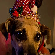 Rikki is registered to the contest to win money with this photo: animal, brown, christmas_hat, close_up, cute, decorations, dog, ears, expression, face, festive, holiday, holly, indoors, pet, pom_pom, portrait, soft_lighting, sparkly, white