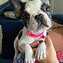 puppy, dog, french_bulldog, pink_collar, pet, cute, close_up, indoor, person, hand, nails, holding, ears, face, animal, young, domestic_animal, adorable, fur, collar