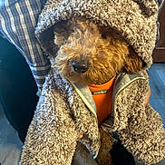 Scooter is registered to the contest to win money with this photo: dog, brown_dog, curly_fur, hoodie, teddy_bear_jacket, orange_harness, indoor, plaid_shirt, person, floor, wood_floor, cozy, cute, pet, animal, fur, small_dog, hand, warm_clothing, portrait