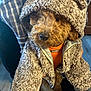 dog, brown_dog, curly_fur, hoodie, teddy_bear_jacket, orange_harness, indoor, plaid_shirt, person, floor, wood_floor, cozy, cute, pet, animal, fur, small_dog, hand, warm_clothing, portrait