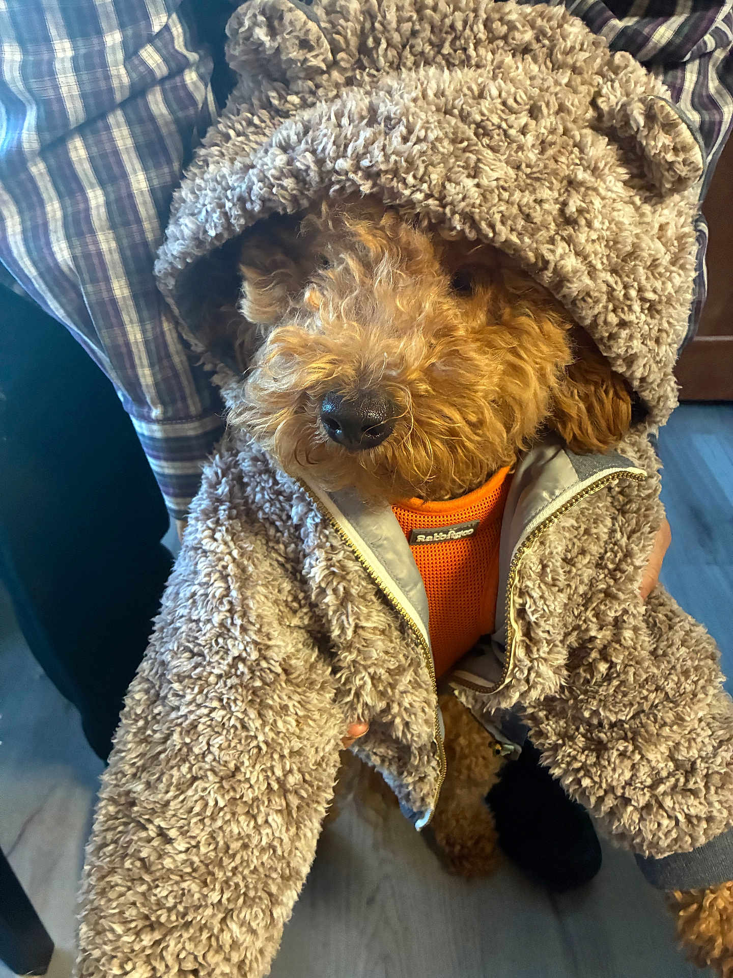 Scooter is registered to the contest to win money with this photo: dog, brown_dog, curly_fur, hoodie, teddy_bear_jacket, orange_harness, indoor, plaid_shirt, person, floor, wood_floor, cozy, cute, pet, animal, fur, small_dog, hand, warm_clothing, portrait
