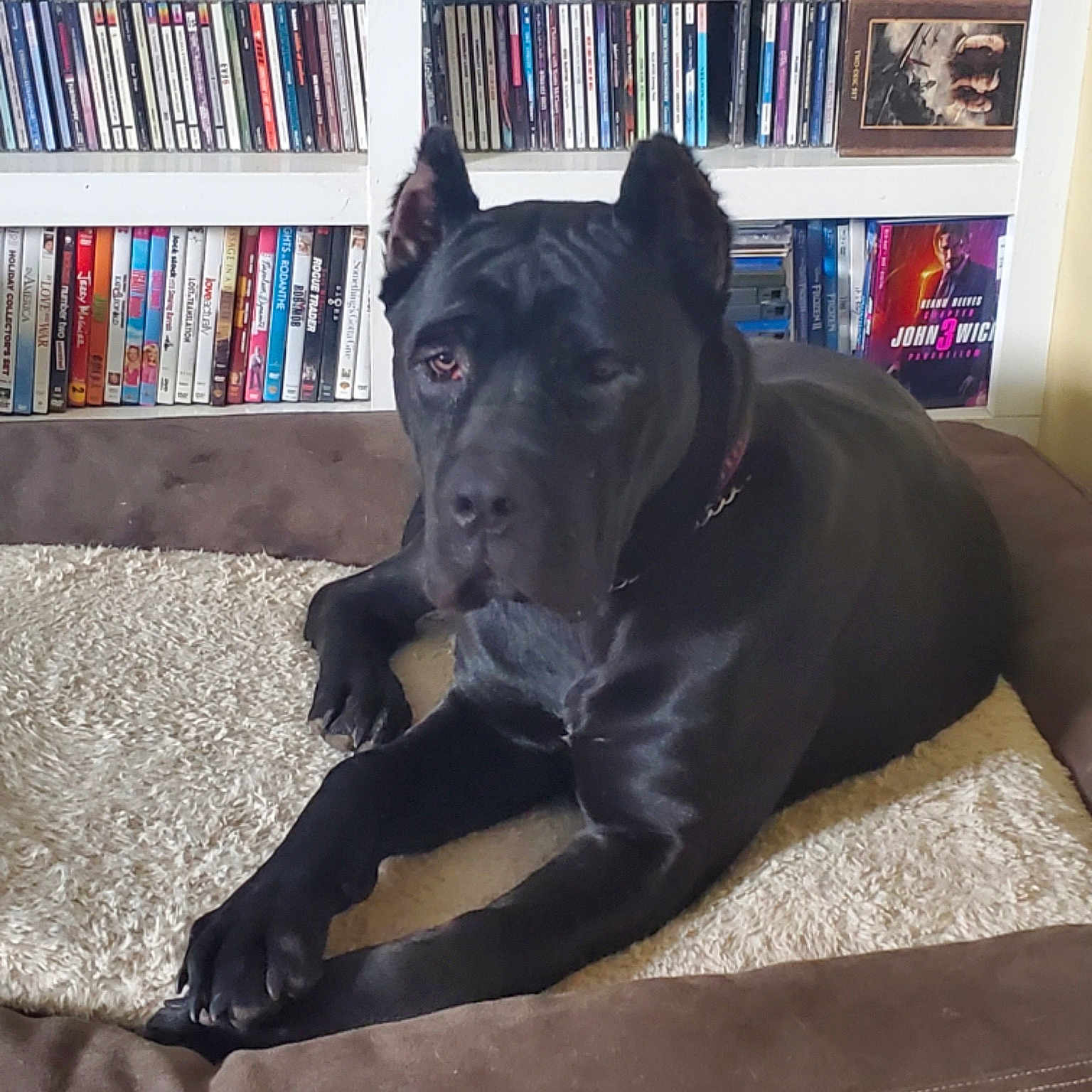 Abbigail joined the competition — help win amazing prizes! book, bookcase, carnivore, comfort, companion_dog, couch, dog, dog_breed, fawn, flooring, furniture, grey, publication, shelf, shelving, snout, sporting_group, whiskers, window, working_animal