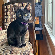 Tiki is registered to the contest to win money with this photo: black_cat, cat, purple_collar, chair, patterned_fabric, indoor, window, cat_tree, wood_floor, pet, domestic_cat, feline, yellow_eyes, sitting, furniture, natural_light, home, cute, animal, young_cat