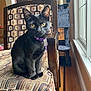 black_cat, cat, purple_collar, chair, patterned_fabric, indoor, window, cat_tree, wood_floor, pet, domestic_cat, feline, yellow_eyes, sitting, furniture, natural_light, home, cute, animal, young_cat