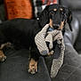 animal, black_dog, companion, couch, cozy, cute, dachshund, dog, furniture, home, indoor, leather, looking_at_camera, pet, pillow, playing, small_dog, stuffed_toy, tan_markings, toy