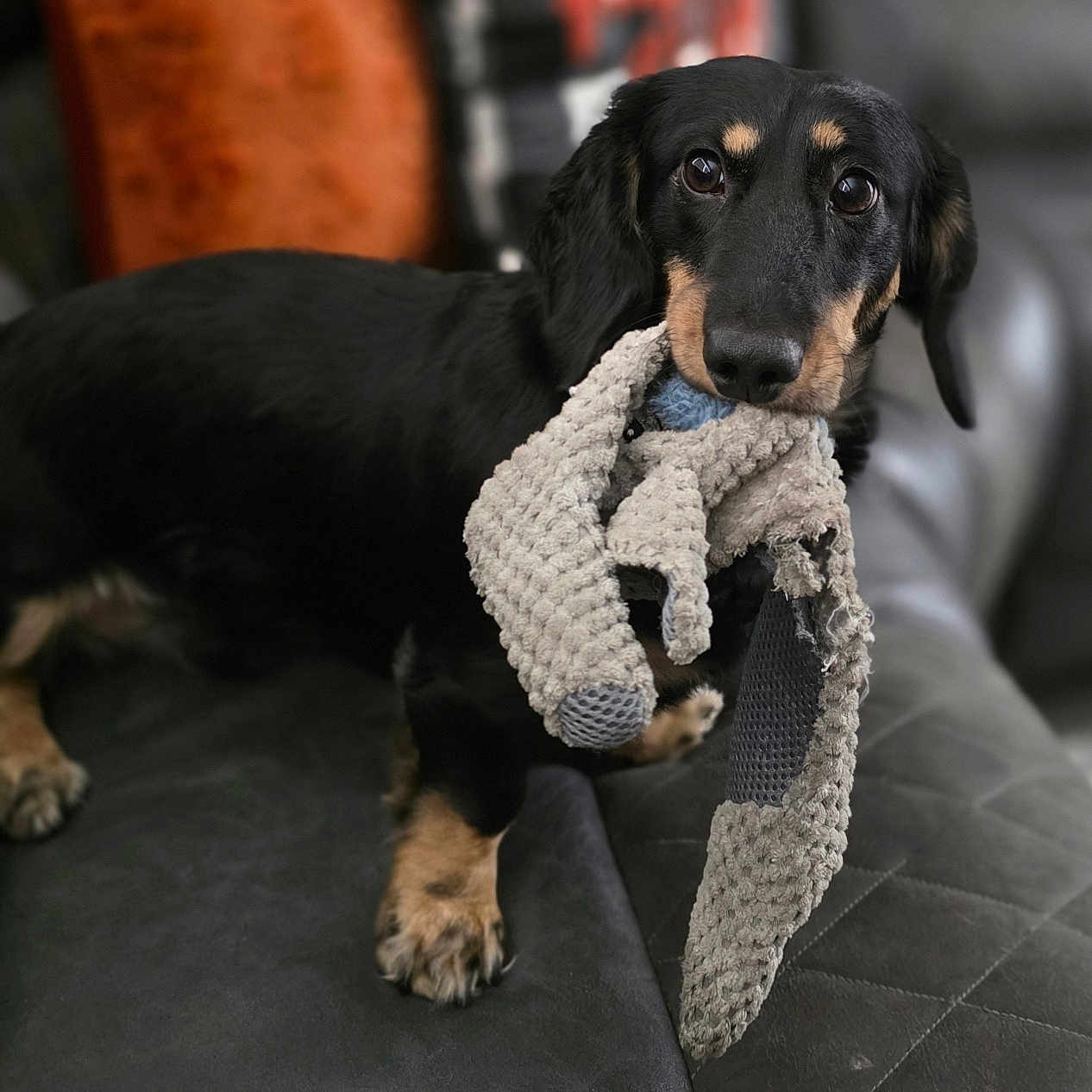 Remy Alfredo is registered to the contest to win money with this photo: animal, black_dog, companion, couch, cozy, cute, dachshund, dog, furniture, home, indoor, leather, looking_at_camera, pet, pillow, playing, small_dog, stuffed_toy, tan_markings, toy