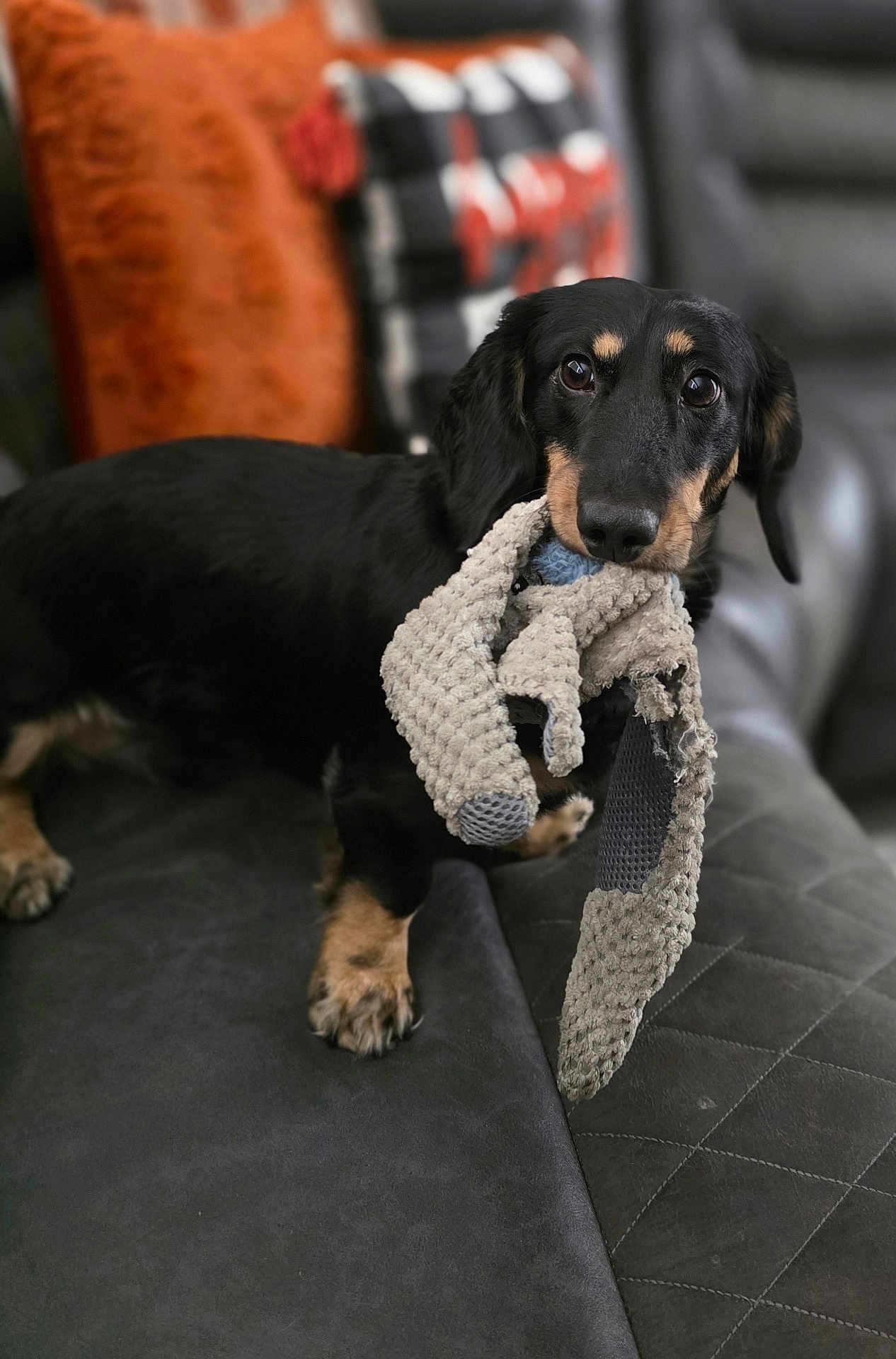 Remy Alfredo is registered to the contest to win money with this photo: animal, black_dog, companion, couch, cozy, cute, dachshund, dog, furniture, home, indoor, leather, looking_at_camera, pet, pillow, playing, small_dog, stuffed_toy, tan_markings, toy
