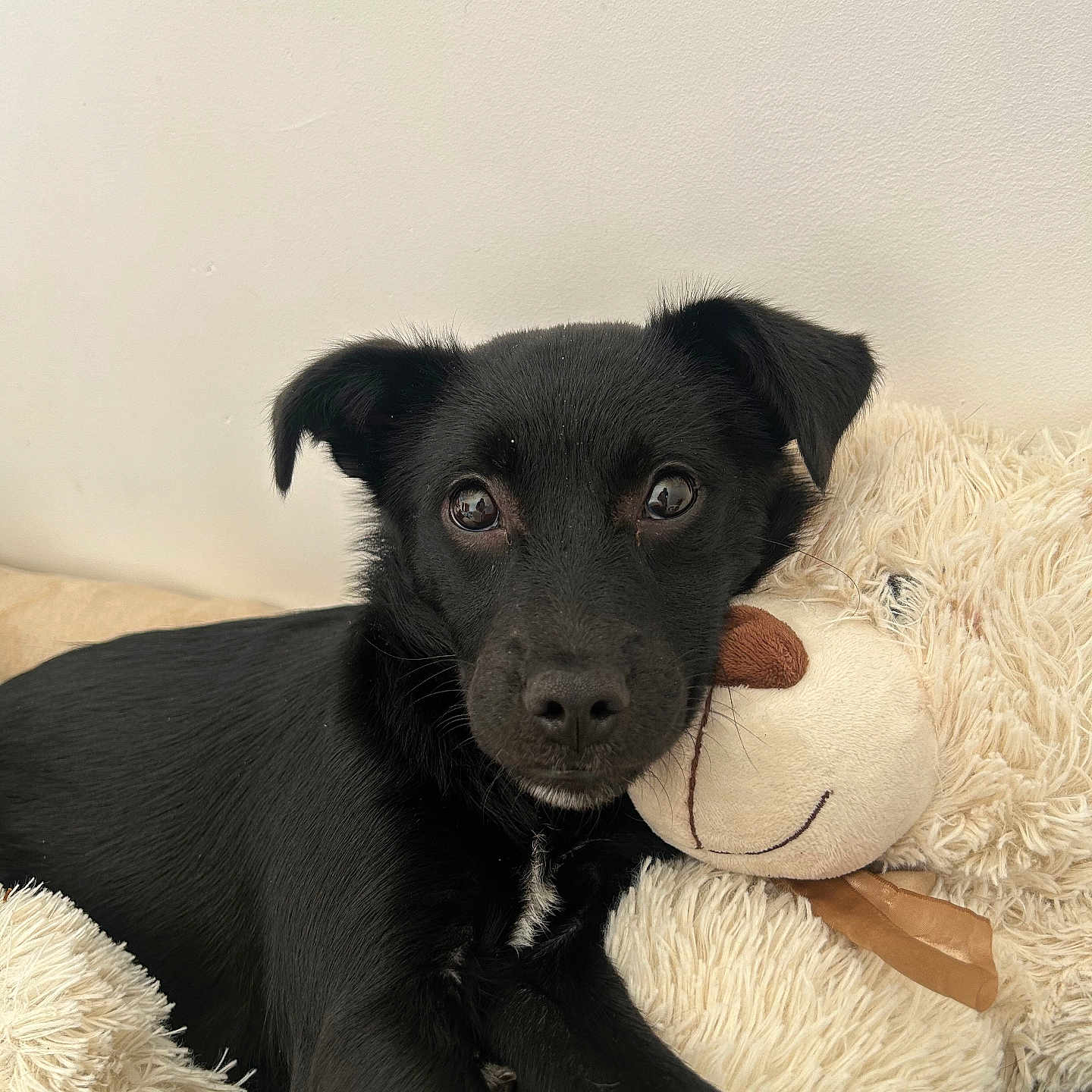 Luna a rejoint le concours — aidez-le/la à gagner de superbes lots ! animal, ball, canine, chihuahua, couch, cushion, dog, football, furniture, homedecor, labradorretriever, pet, puppy, snout, soccer, soccerball, sport, tennis, tennisball, toy