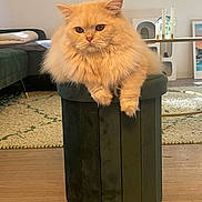 Sunny a rejoint le concours — aidez-le/la à gagner de superbes lots ! candles, carpet, cat, cozy, cute, decor, domestic_animal, ears, floor, fluffy, furniture, indoor, living_room, orange_cat, ottoman, pet, relaxed, sitting, table, whiskers