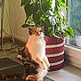 Lucie a rejoint le concours — aidez-le/la à gagner de superbes lots ! animal, calico_cat, cat, cozy, curious, floor, fur, furniture, glass_door, home, indoor, pet, plant, potted_plant, shoe, striped_basket, sunlight, tail, whiskers, window