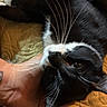 cat, black_and_white, whiskers, hand, quilt, blanket, pet, feline, relaxed, indoor, close_up, fur, animal, sleepy, comfort, touch, human, resting, cozy, domestic