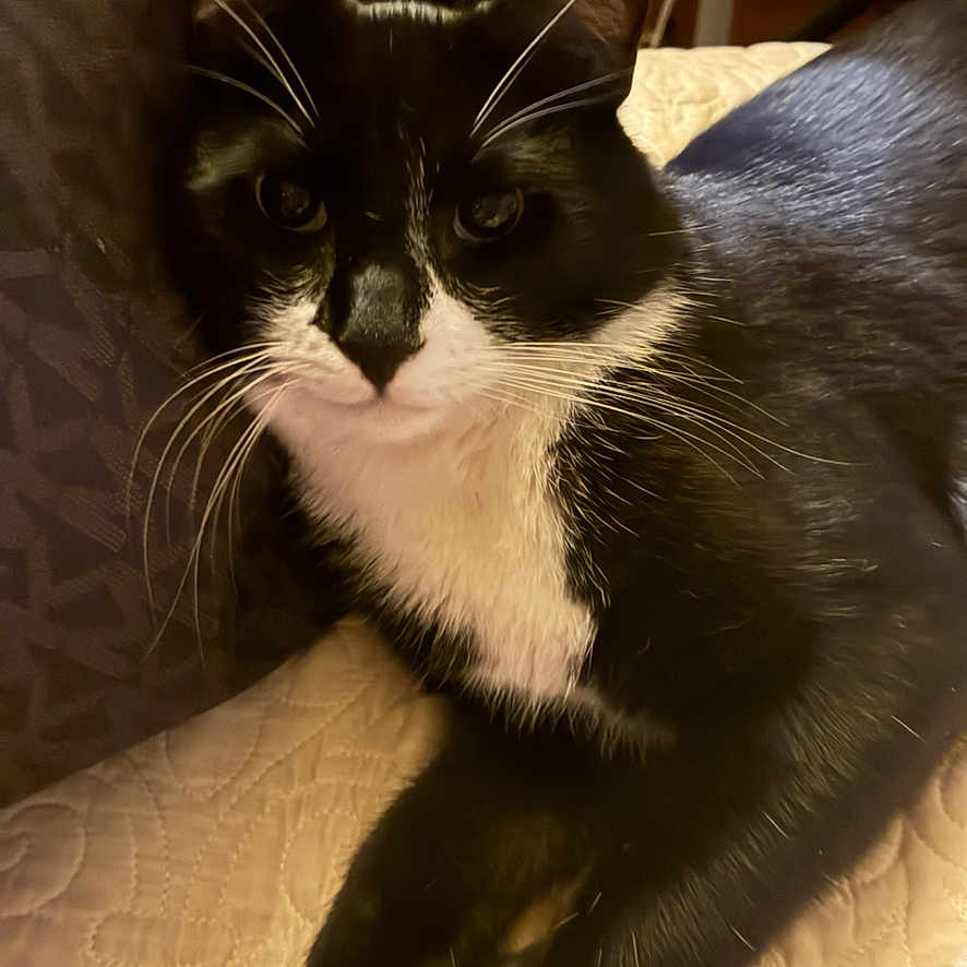 Oreo is registered to the contest to win money with this photo: cat, black_and_white, tuxedo_cat, whiskers, fur, pet, animal, indoor, quilted_surface, relaxed, looking_at_camera, close_up, feline, cute, domestic_cat, resting, ears, eyes, portrait, cozy