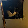 Oreo is registered to the contest to win money with this photo: cat, tuxedo_cat, cardboard_box, indoor, pet, whiskers, curious, animal, feline, face, black_and_white, hole, box, cozy, shadow, home, cute, looking, domestic, portrait