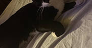 Oreo joined the competition — help win amazing prizes! cat, tuxedo_cat, black_and_white, pet, indoor, bed, white_sheet, feline, animal, relaxed, curious, laying_down, whiskers, ears, paw, cluttered_background, soft_lighting, domestic, resting, cozy