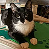 Oreo joined the competition — help win amazing prizes! cat, tuxedo_cat, black_and_white, pet, indoor, mat, green_mat, feline, curious, animal, resting, whiskers, ears, eyes, paws, household, domestic, cute, looking, portrait