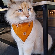 Ronron participe au concours pour gagner de l'argent avec cette photo : animal, bandana, blue_eyes, calm, cat, close_up, cozy, domestic_cat, fluffy_fur, furniture, house, indoor, light_and_shadow, orange_bandana, pet, portrait, sitting, table, whiskers, wooden_floor
