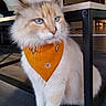 animal, bandana, blue_eyes, calm, cat, close_up, cozy, domestic_cat, fluffy_fur, furniture, house, indoor, light_and_shadow, orange_bandana, pet, portrait, sitting, table, whiskers, wooden_floor