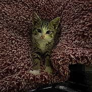 Charlie joined the competition — help win amazing prizes! kitten, cat, pet, furry, blanket, cozy, cute, small, fur, animal, indoor, resting, texture, comfort, soft, young, looking, whiskers, paws, snuggle