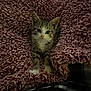 animal, blanket, cat, comfort, cozy, cute, fur, furry, indoor, kitten, looking, paws, pet, resting, small, snuggle, soft, texture, whiskers, young