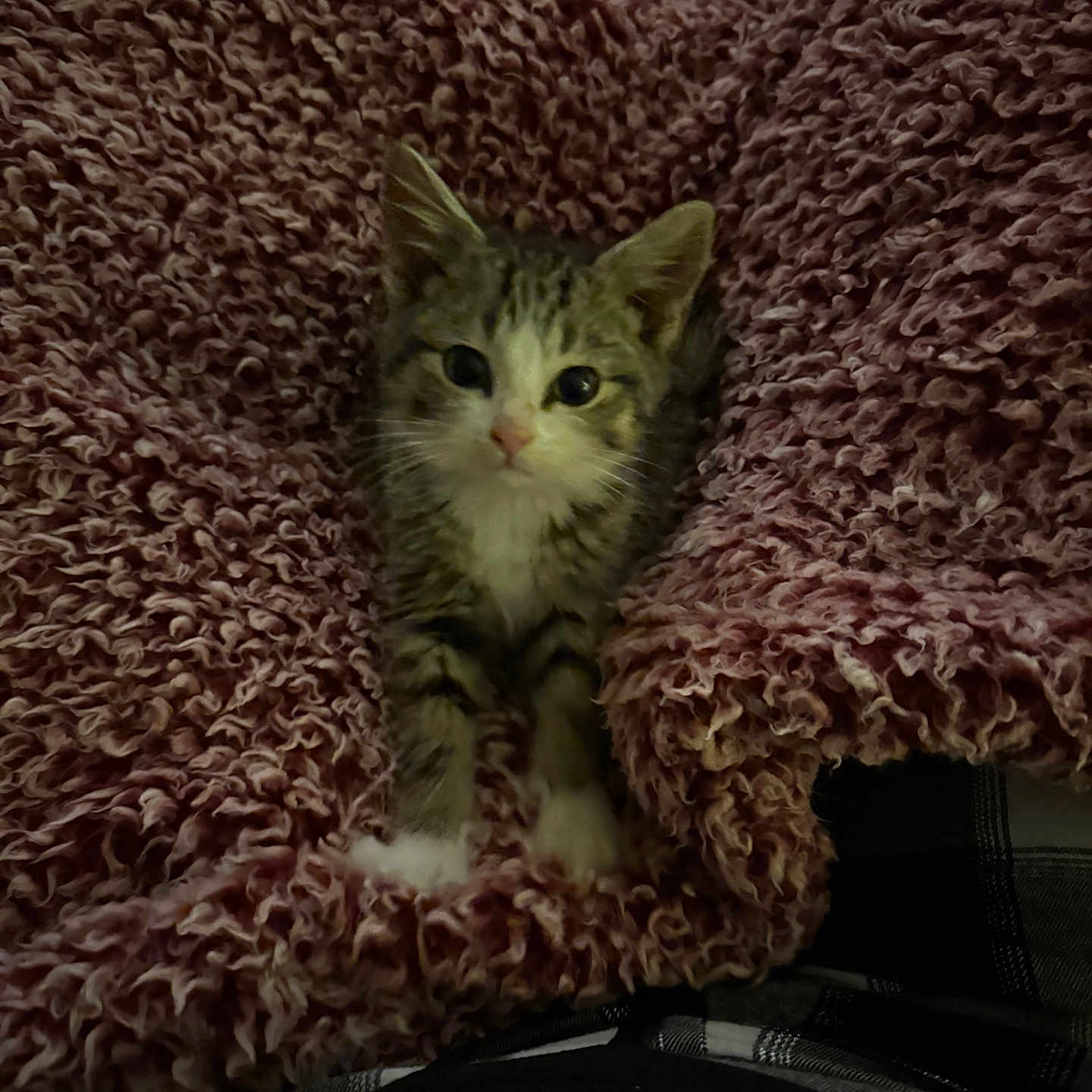 Charlie joined the competition — help win amazing prizes! animal, blanket, cat, comfort, cozy, cute, fur, furry, indoor, kitten, looking, paws, pet, resting, small, snuggle, soft, texture, whiskers, young