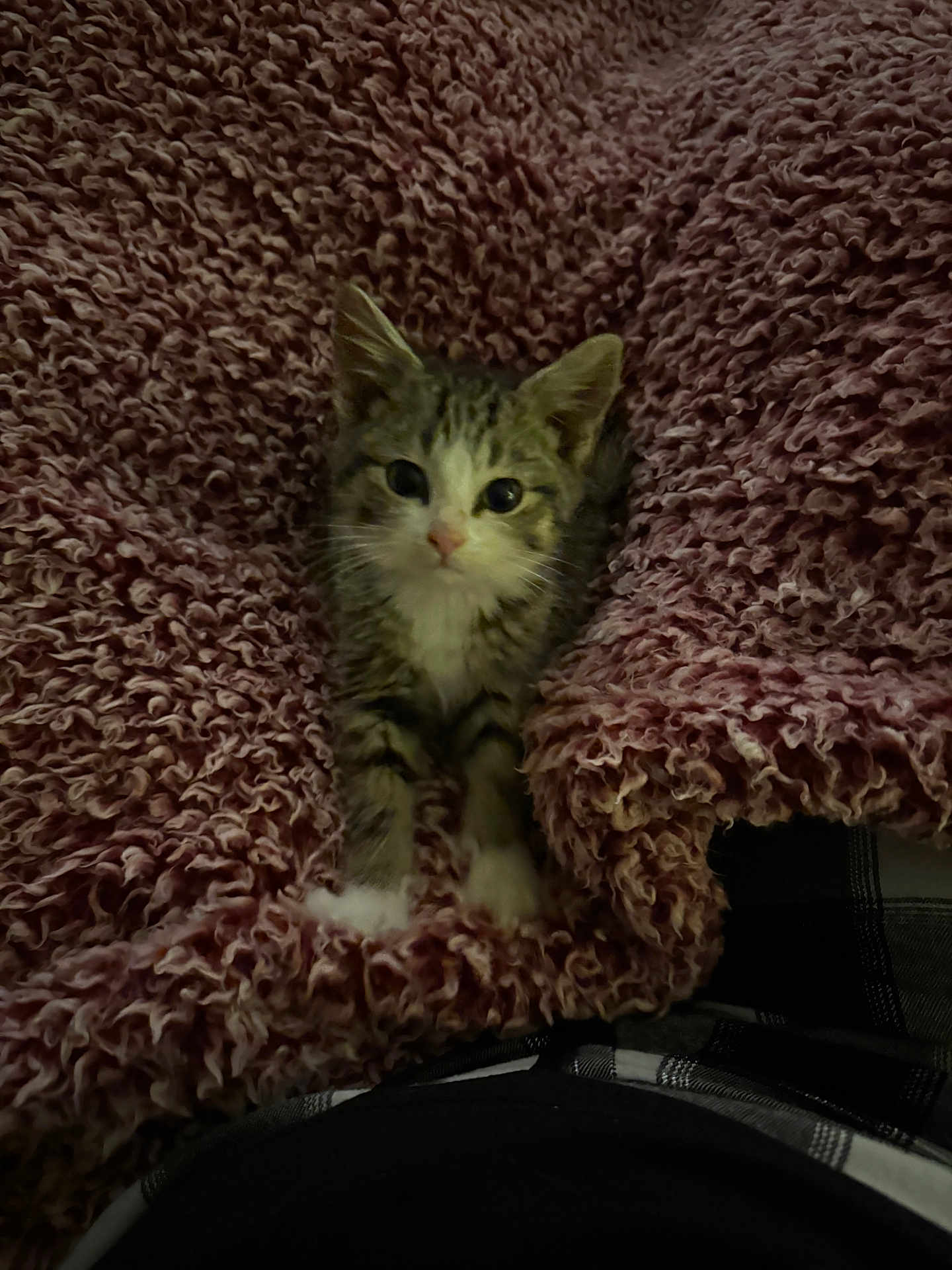 Charlie joined the competition — help win amazing prizes! kitten, cat, pet, furry, blanket, cozy, cute, small, fur, animal, indoor, resting, texture, comfort, soft, young, looking, whiskers, paws, snuggle