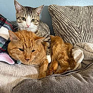 Charlie And Firepaw is registered to the contest to win money with this photo: cat, tabby_cat, ginger_cat, pets, feline, indoor, couch, cushion, blanket, snuggling, relaxed, fur, whiskers, ears, domestic_animal, animal, companion, sleepy, cozy, resting