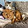 Charlie And Firepaw