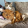 cat, tabby_cat, ginger_cat, pets, feline, indoor, couch, cushion, blanket, snuggling, relaxed, fur, whiskers, ears, domestic_animal, animal, companion, sleepy, cozy, resting