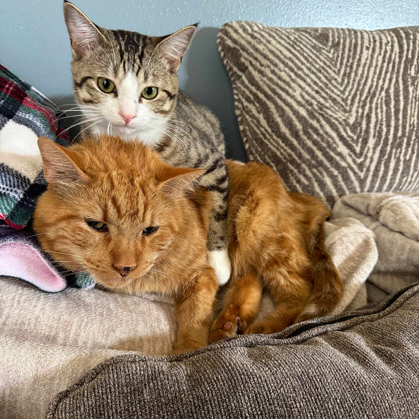 Charlie And Firepaw