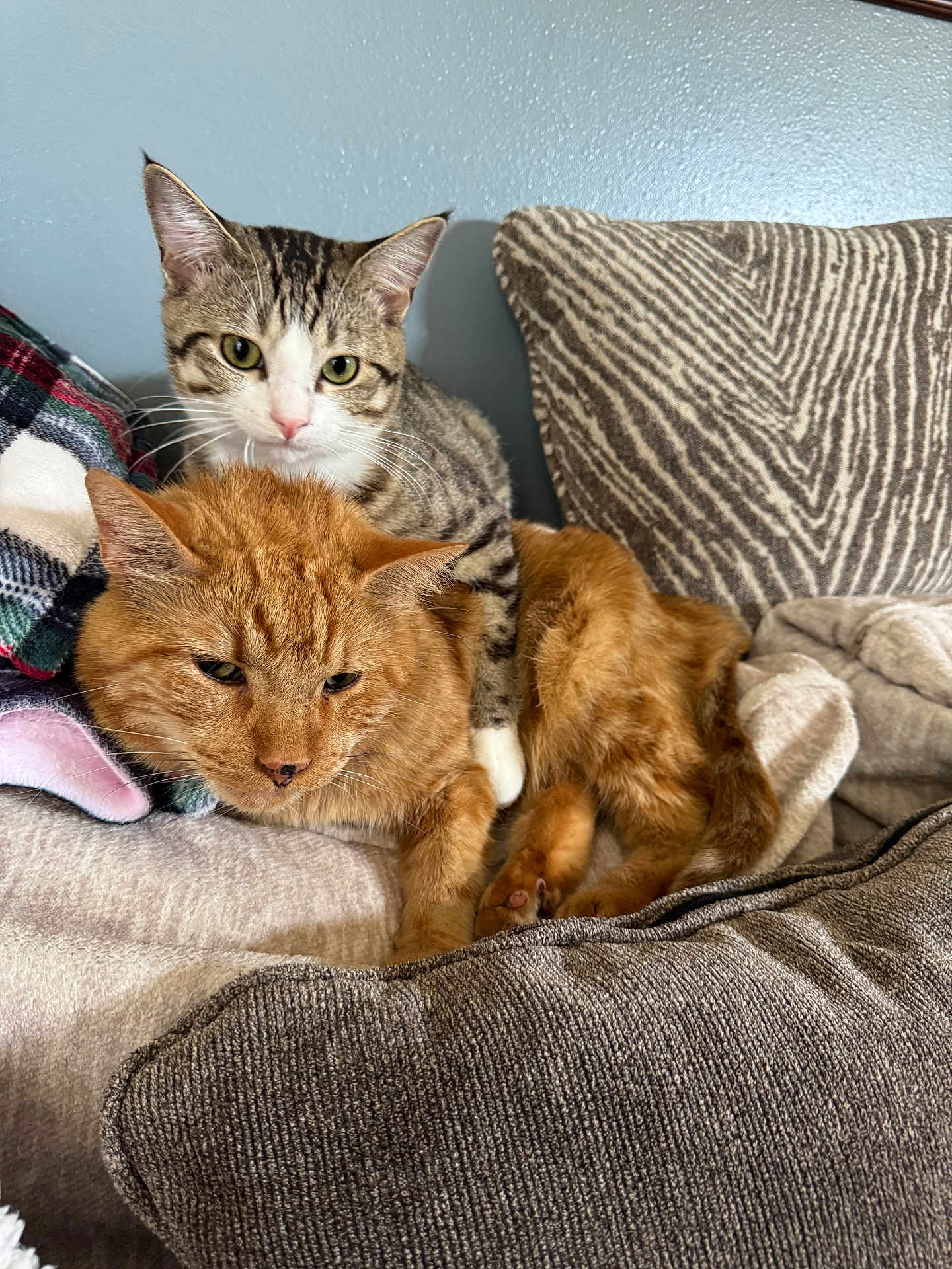 Charlie And Firepaw is registered to the contest to win money with this photo: cat, tabby_cat, ginger_cat, pets, feline, indoor, couch, cushion, blanket, snuggling, relaxed, fur, whiskers, ears, domestic_animal, animal, companion, sleepy, cozy, resting