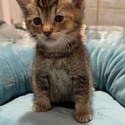 Biscuit is registered to the contest to win money with this photo: kitten, cat, tabby, pet, animal, cute, feline, young, indoor, cushion, blue, soft, fur, whiskers, ears, small, curious, home, adorable, portrait