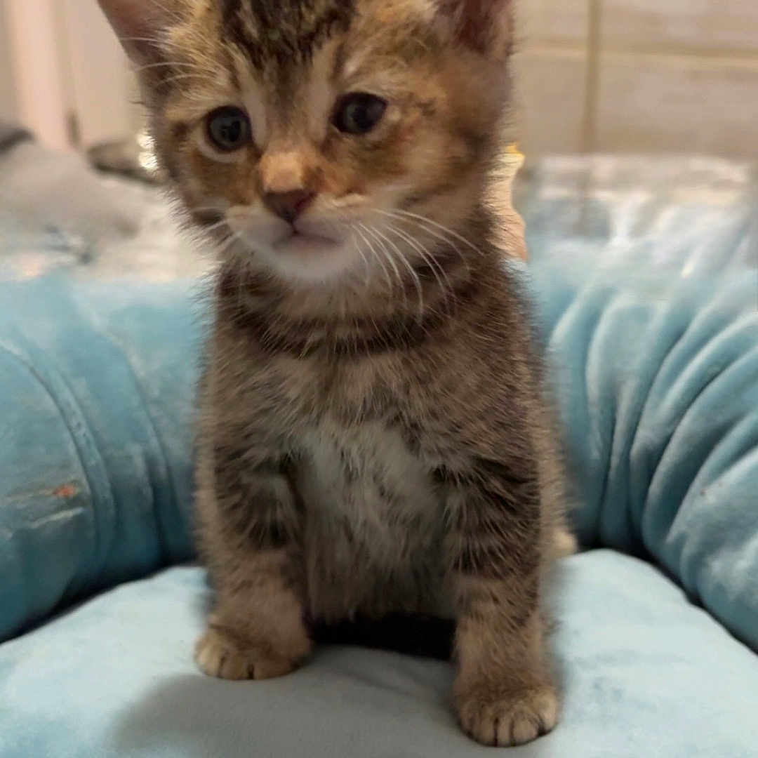Biscuit
