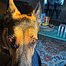 Hera is registered to the contest to win money with this photo: dog, german_shepherd, close_up, indoor, living_room, sunlight, fur, ears, eyes, face, pet, animal, cozy, table, rug, couch, background, shadow, curious, domestic