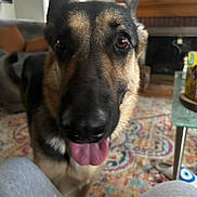 Hera is registered to the contest to win money with this photo: dog, german_shepherd, tongue_out, indoor, living_room, carpet, couch, fireplace, pet, animal, close_up, curious, friendly, fur, ears, floor, table, glass_table, home, cozy