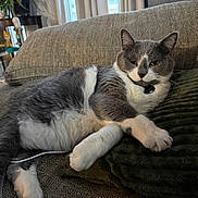 Samson joined the competition — help win amazing prizes! cat, grey_and_white, feline, pet, couch, indoor, cozy, relaxed, blanket, fur, whiskers, paw, home, domestic_animal, living_room, furniture, resting, animal, cute, lazy